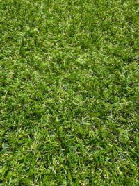 Land Grass 15