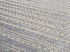 Carpet Velvet k7734 wool gray